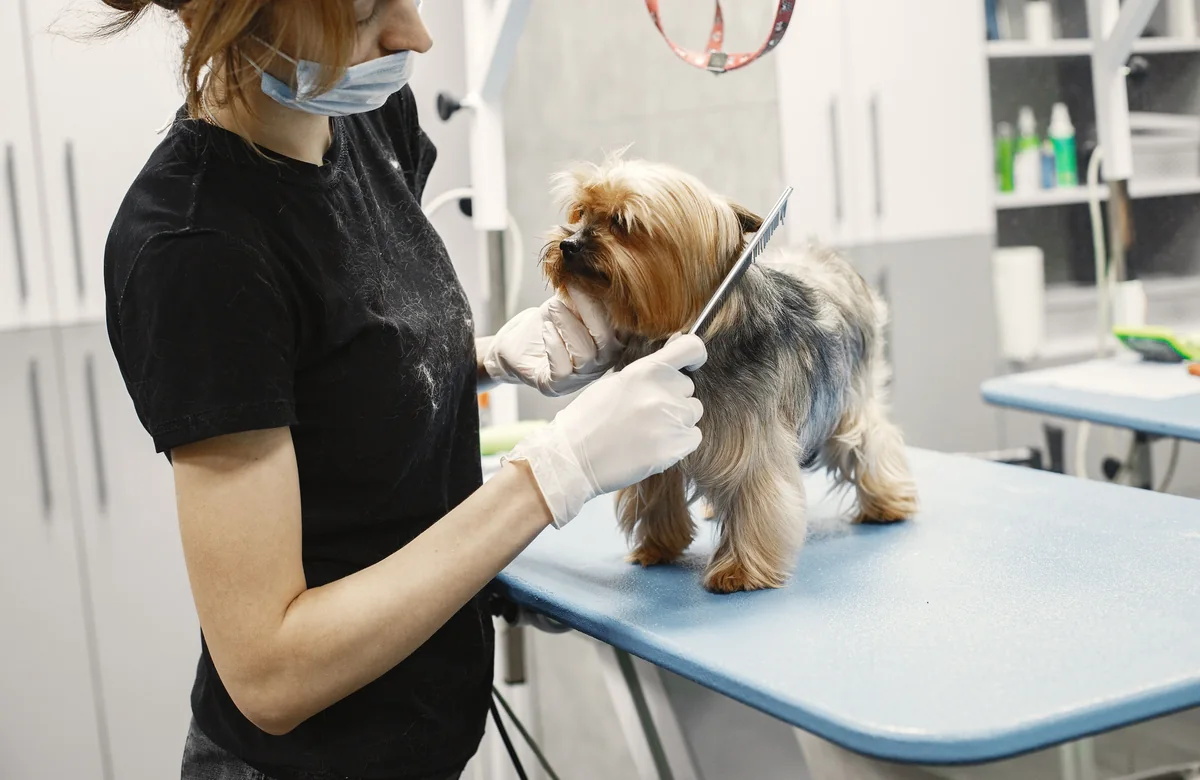 Small dog receiving professional grooming, used as the preview for the dog grooming website template